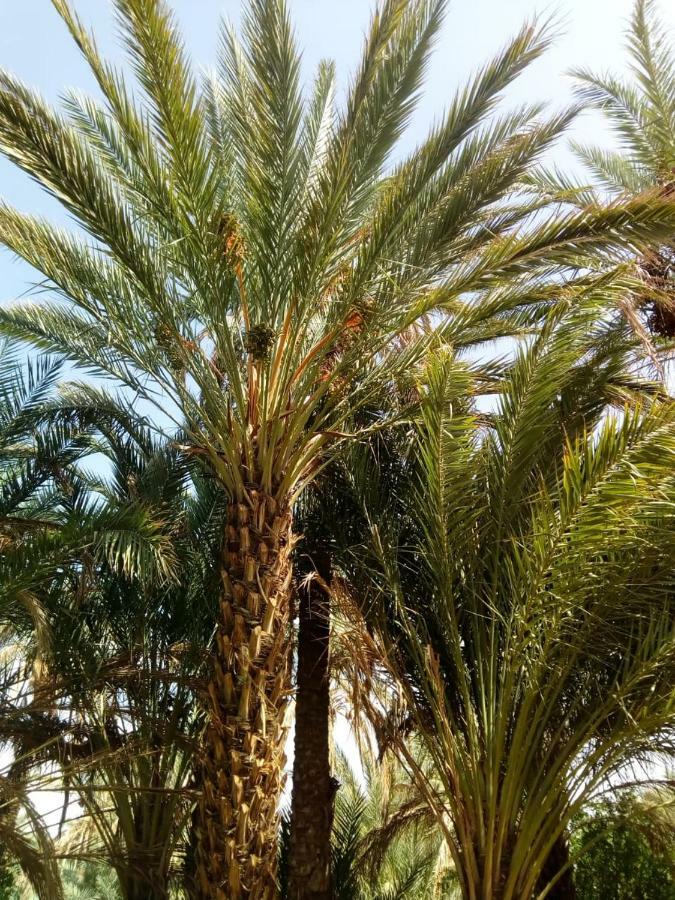 Le Chant Des Palmiers Agdz Luaran gambar